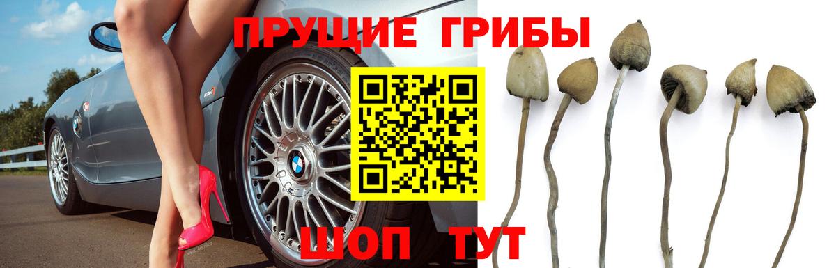 Псилоцибиновые грибы Psilocybe  Всеволожск 